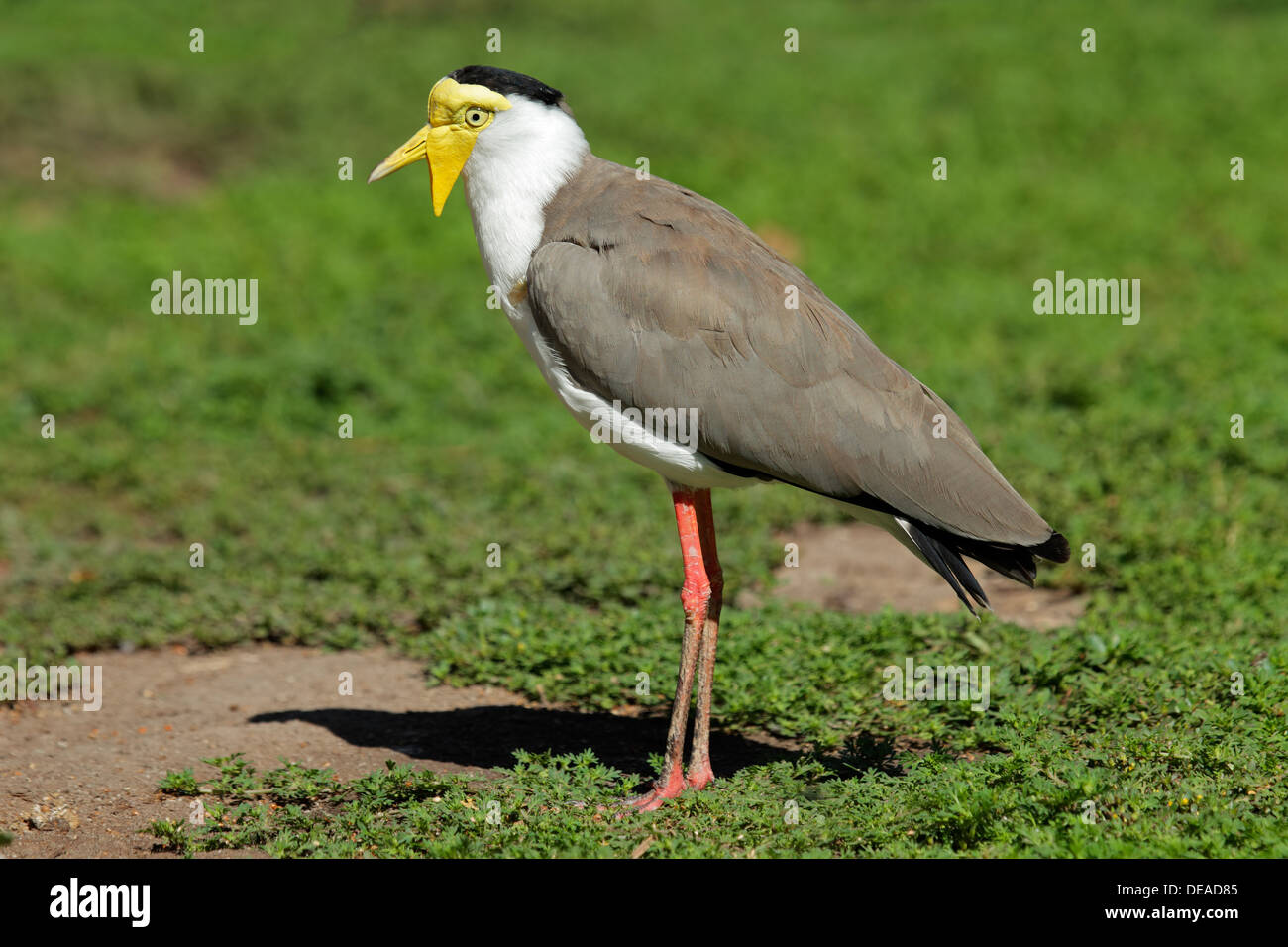 Maskierte Kiebitz (Vanellus Miles), Northern Territory, Australien Stockfoto