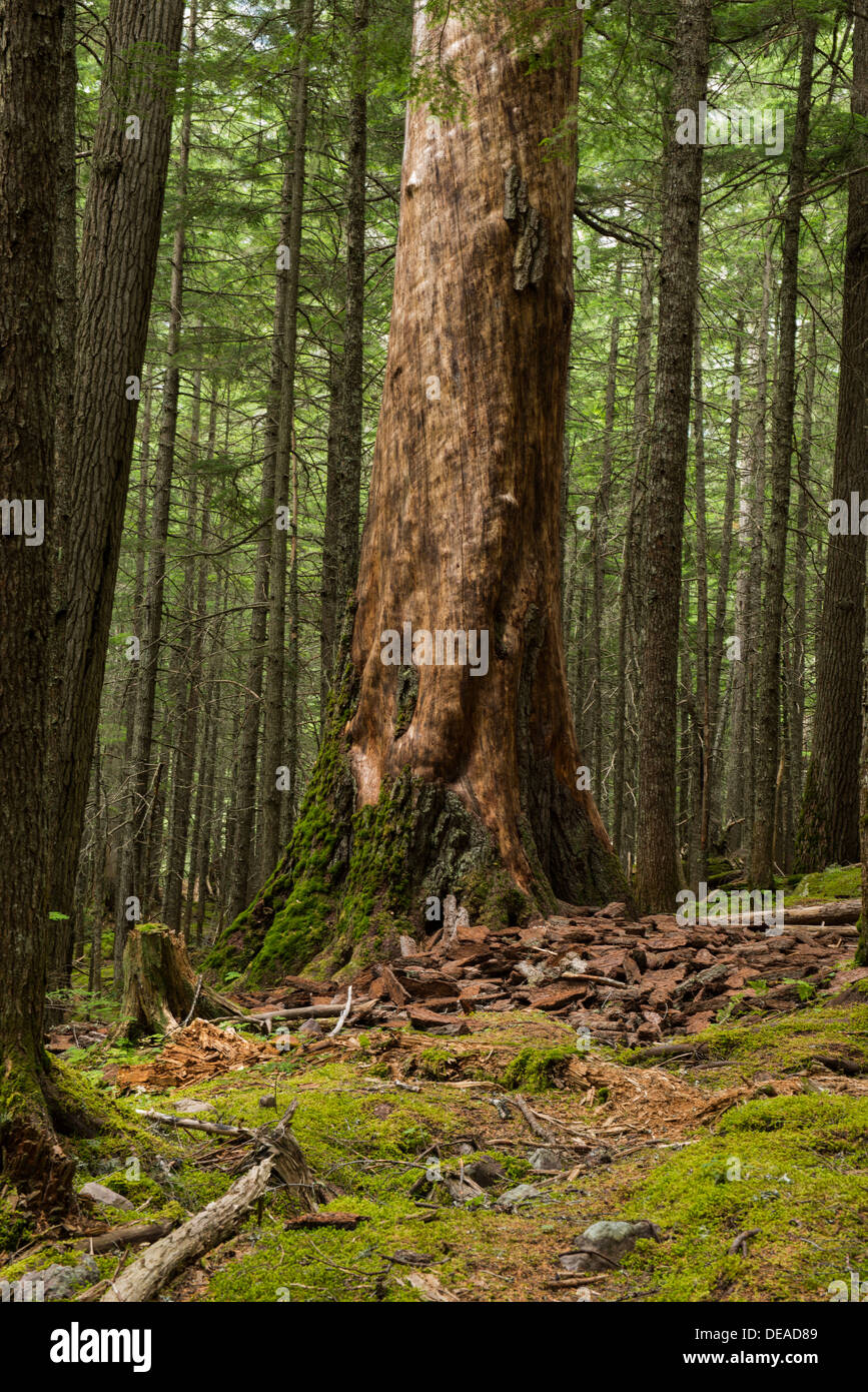 Foto von einem massiven toter Baum, das sich langsam in einem Wald im Glacier National Park verfallende Stockfoto