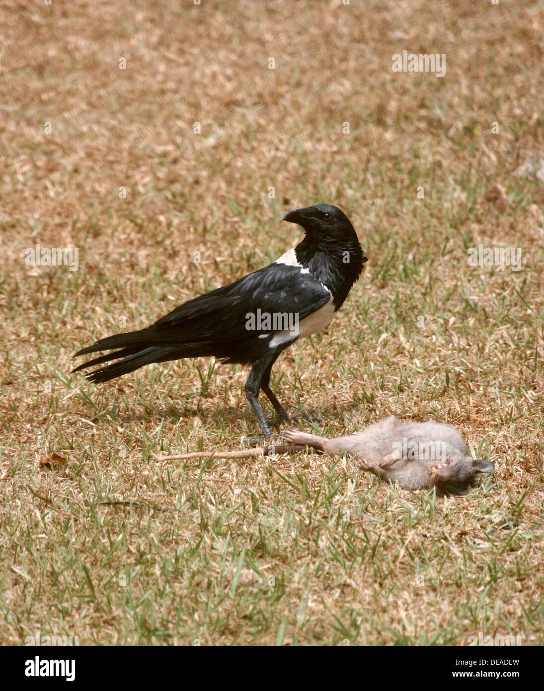 Ein Pied Crow (Corvus Albus) mit einer toten Ratte, Uganda. Stockfoto
