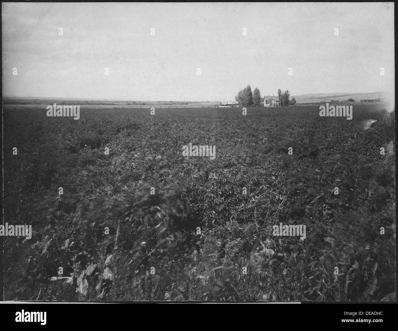 Das Bild zeigt ein Feld an der Nordseite einer Ost- und Weststraße, eine weitere Straße verläuft nach Norden und Süden nach Osten, was die ländliche Landschaft und das Straßenbild hervorhebt. Stockfoto