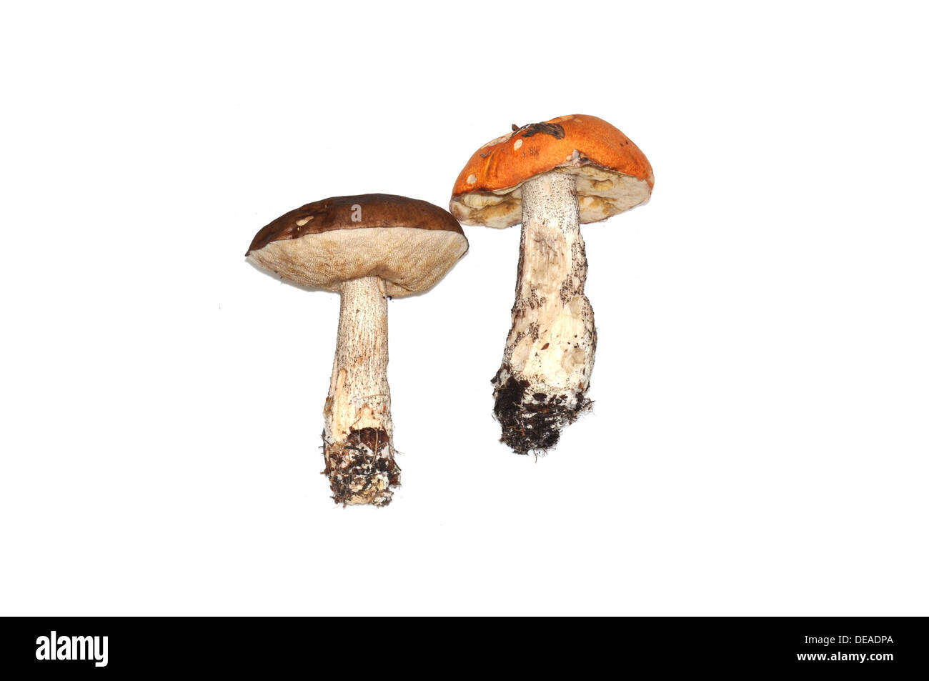 Scaber Stiel Pilze auf weißem Hintergrund Stockfoto