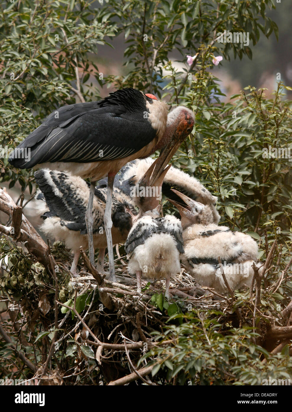 Marabou Storch füttert seine jungen in ihrem Nest. Uganda. Stockfoto