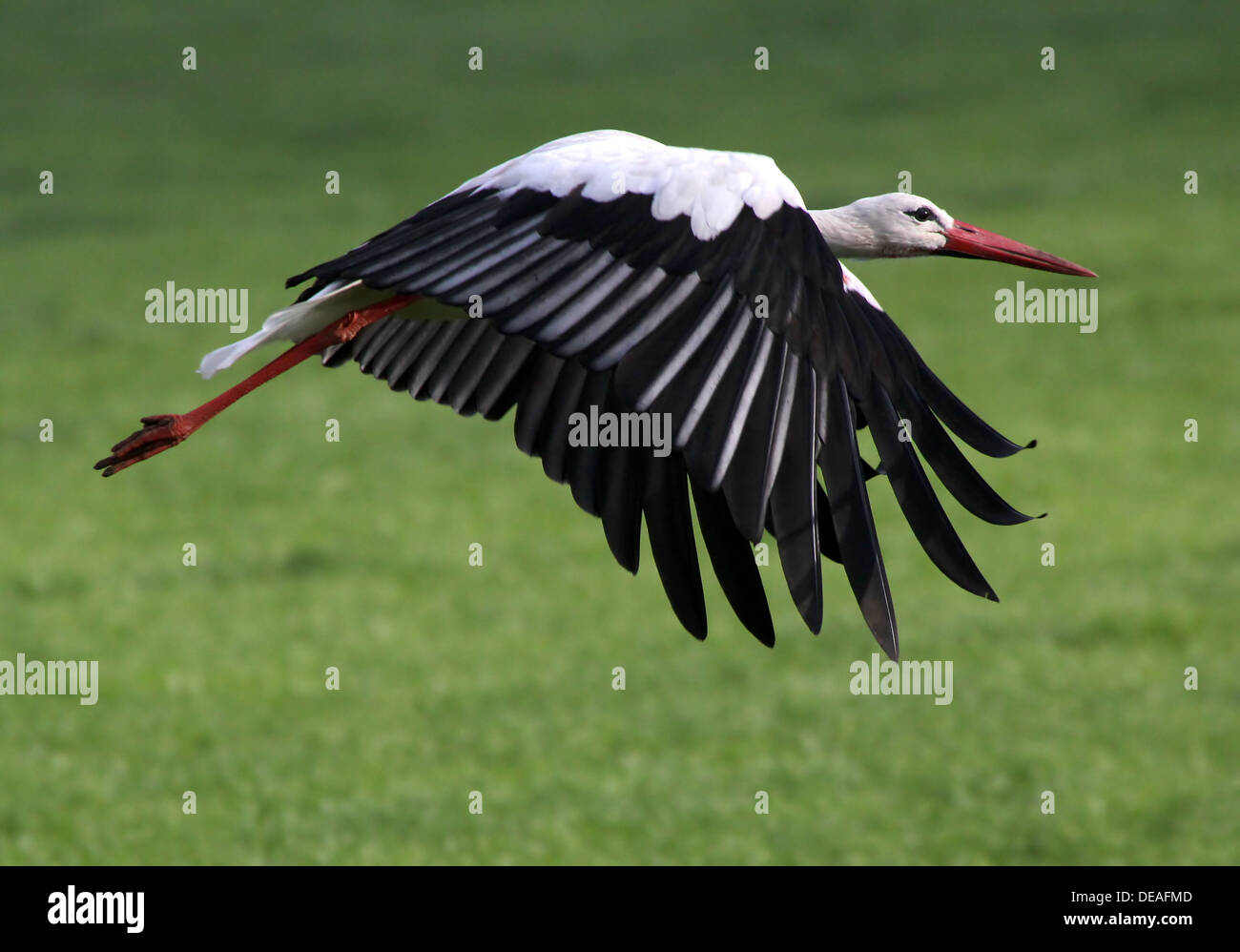 Kurz geschoren ein Weißstorch (Ciconia Ciconia) Aufbruch in Flug auf einer Wiese Stockfoto