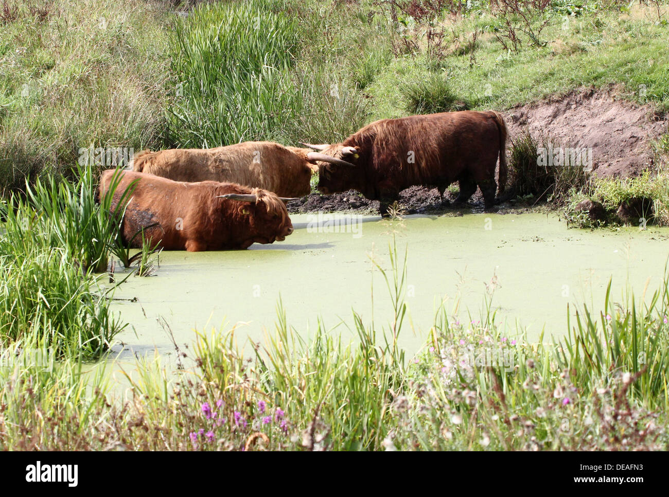 Hochlandrinder nehmen ein erfrischendes Bad an einem heißen Sommertag (12 Bilder in Serie) Stockfoto
