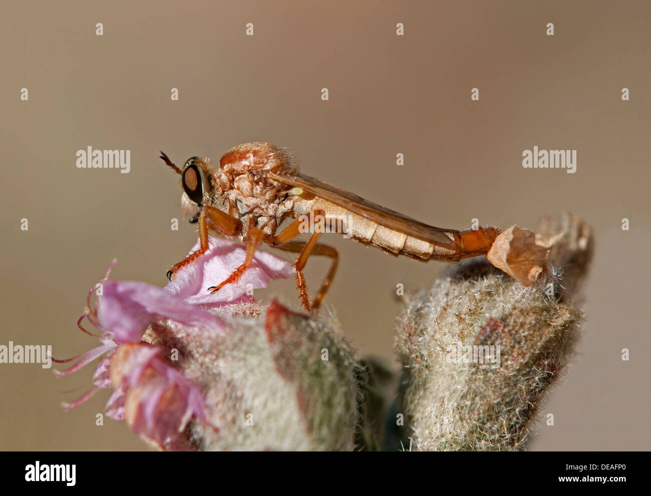 Robber Fly (Asilidae SP), Goegap Nature Reserve, Namaqualand, Südafrika, Afrika Stockfoto