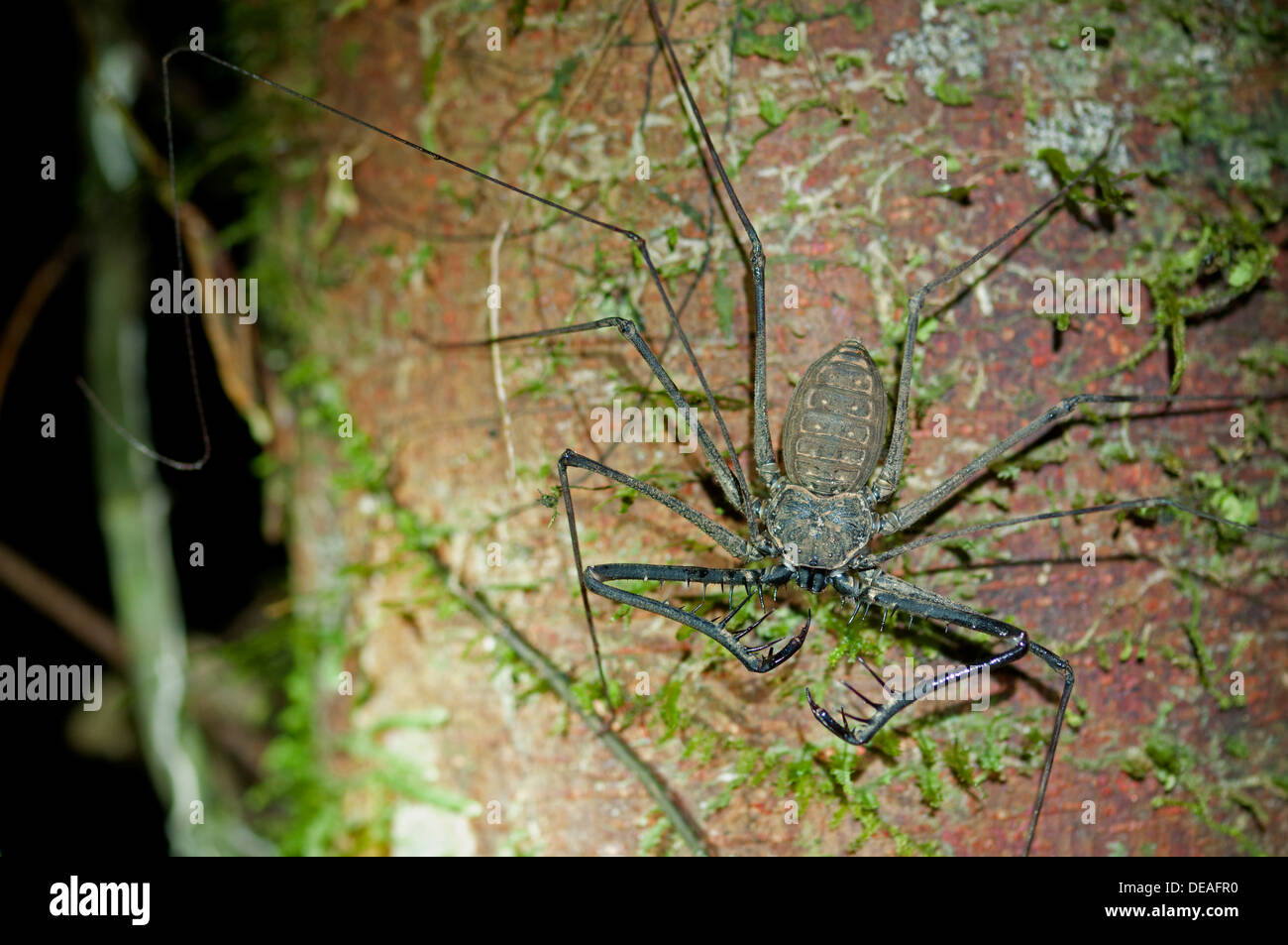 Peitsche, Spinnen oder schwanzlosen Peitsche Scorpions (Heterophrynus spec.), Verfassung Regenwald, Yasuni-Nationalpark in Ecuador Stockfoto