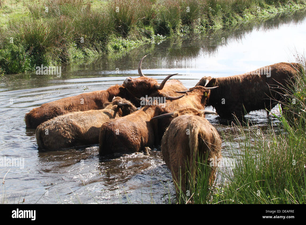 Hochlandrinder nehmen ein erfrischendes Bad an einem heißen Sommertag (12 Bilder in Serie) Stockfoto