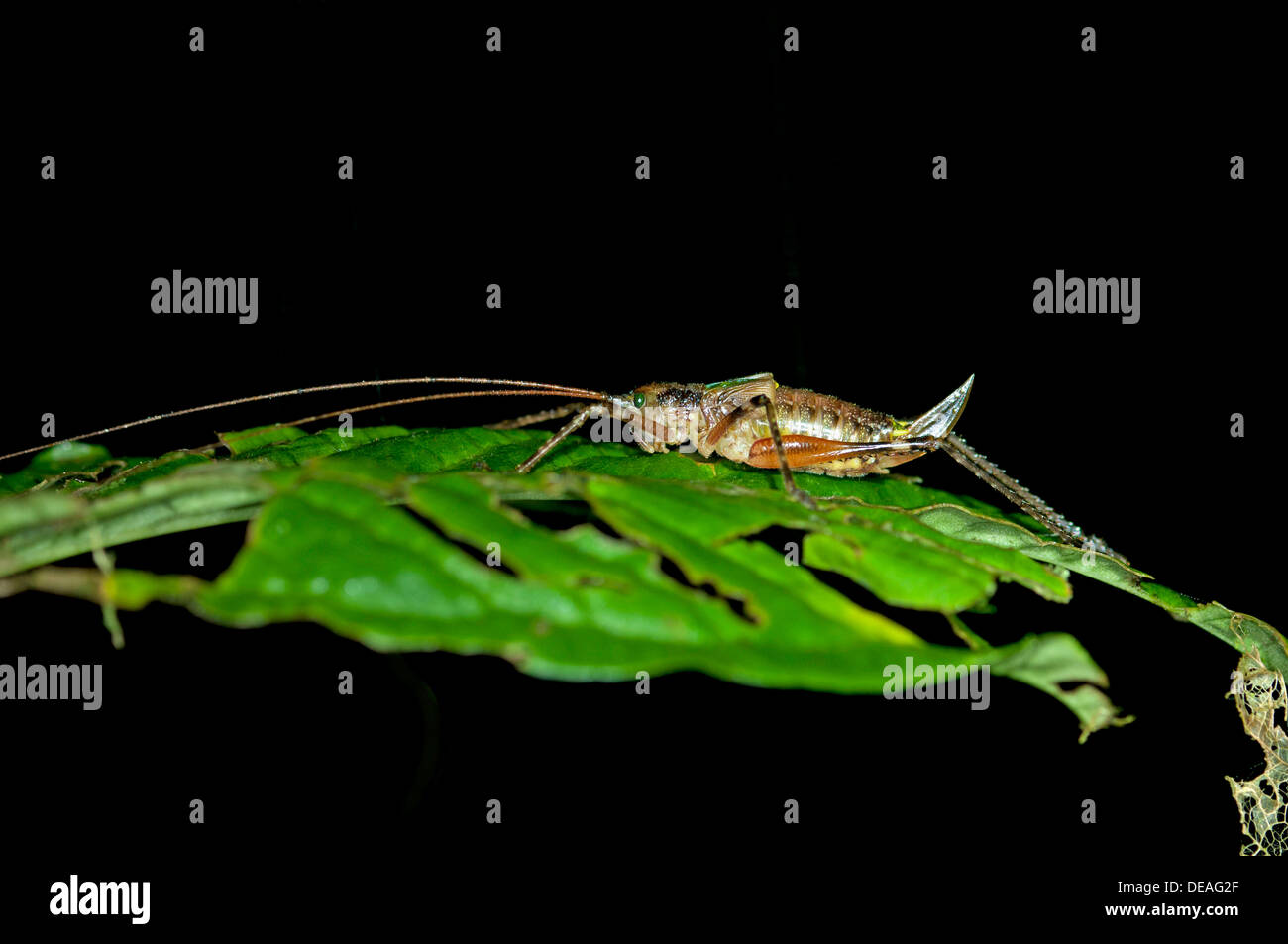 Weibliche Bush-Cricket (Tettigoniidae spec.) mit einem Legebohrer, Verfassung Regenwald, Yasuni-Nationalpark in Ecuador, Südamerika Stockfoto