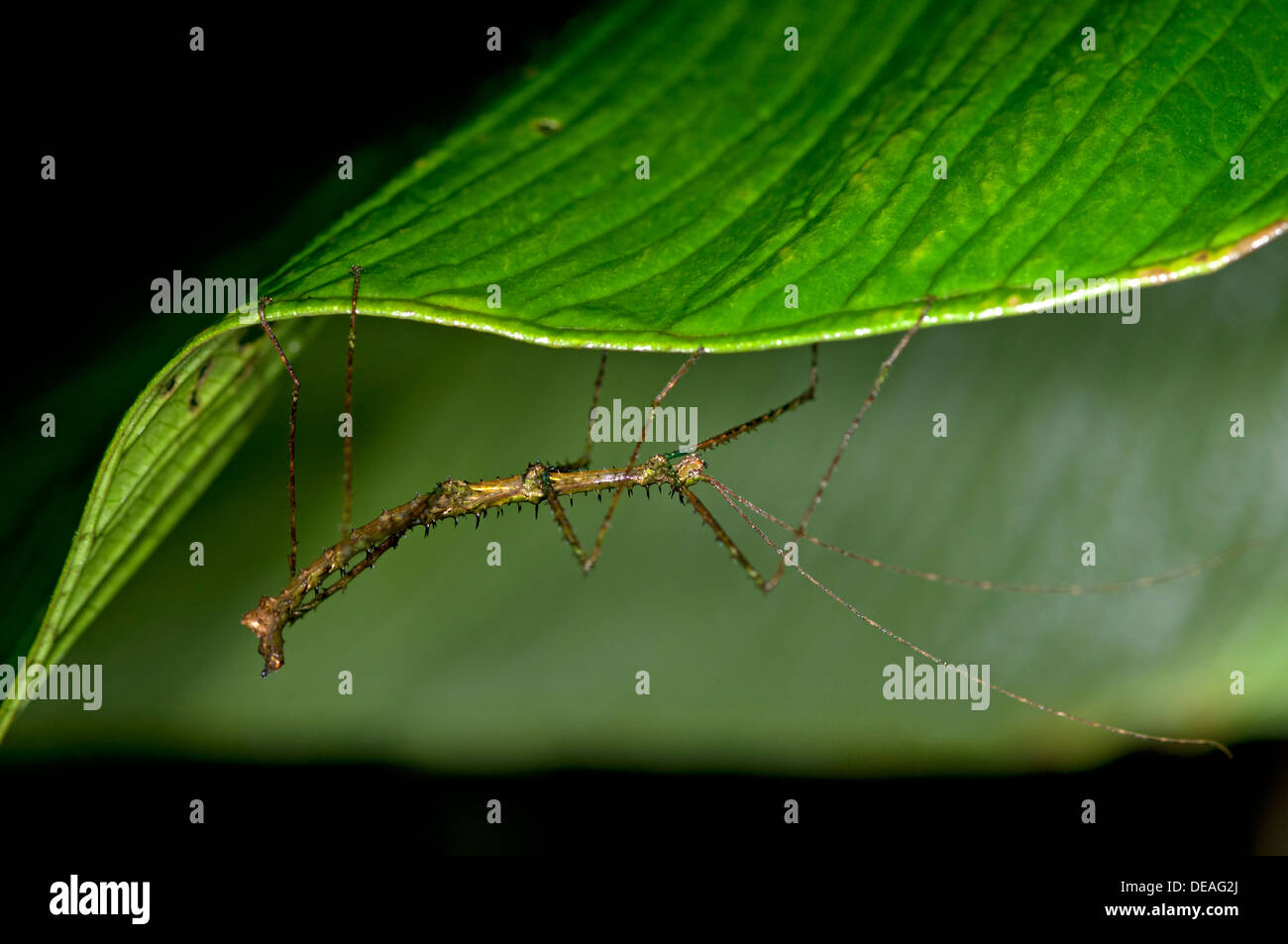 Stabheuschrecke (Phasmiden) thront auf einem Blatt, Tandayapa Region, Anden Nebelwald, Regenwald, Ecuador, Südamerika Stockfoto