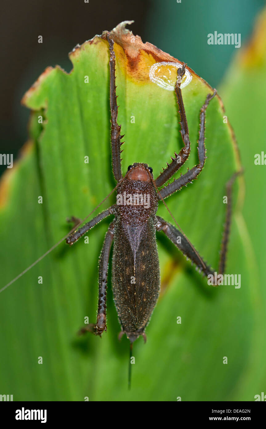 Riesen-Hummer Cricket (Panoploscelis Specularis), Verfassung Regenwald, Yasuni-Nationalpark in Ecuador, Südamerika Stockfoto