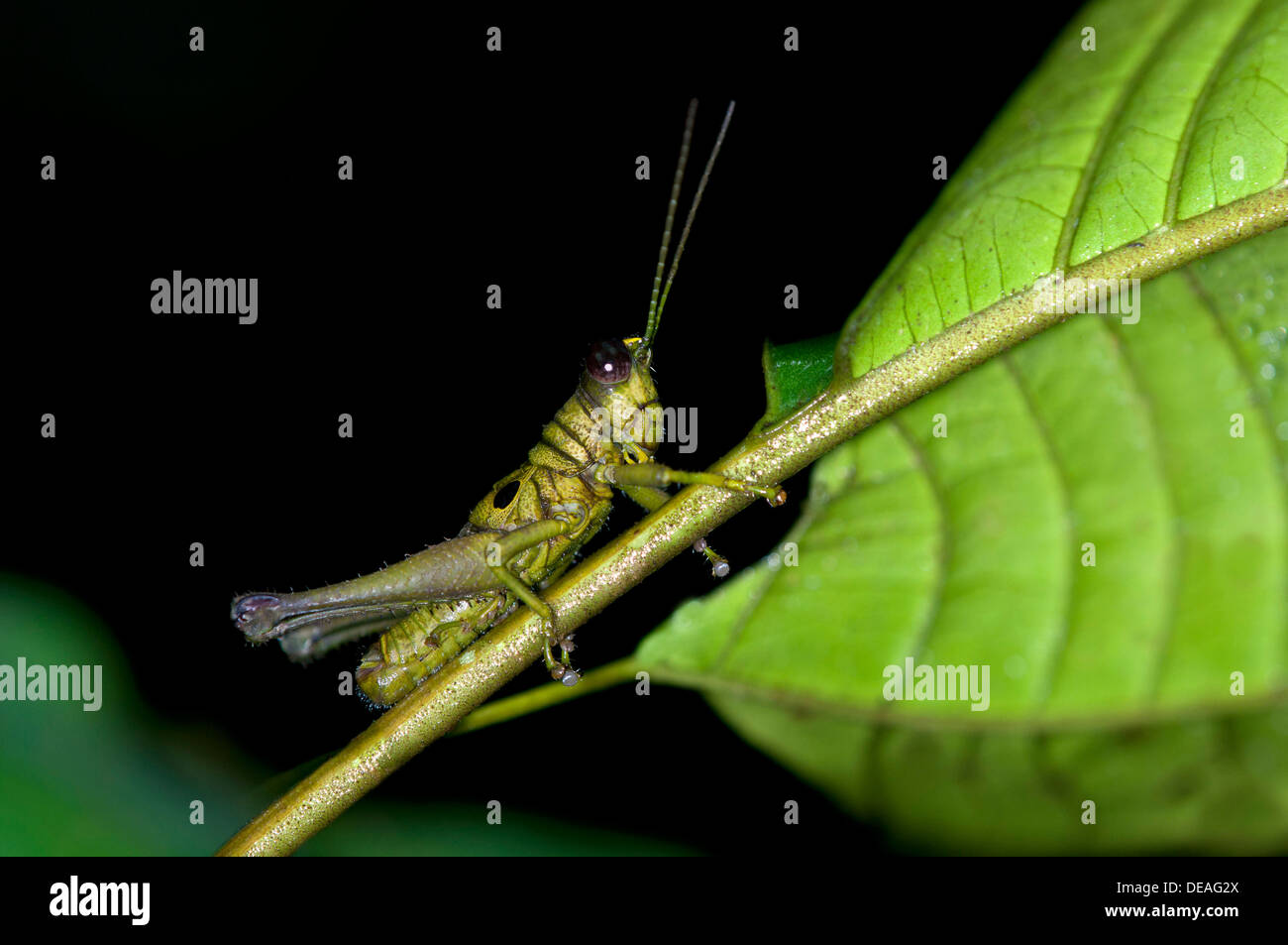 Kurz – gehörnte Grasshopper (Caelifera spec.), Verfassung Regenwald, Yasuni-Nationalpark in Ecuador, Südamerika Stockfoto