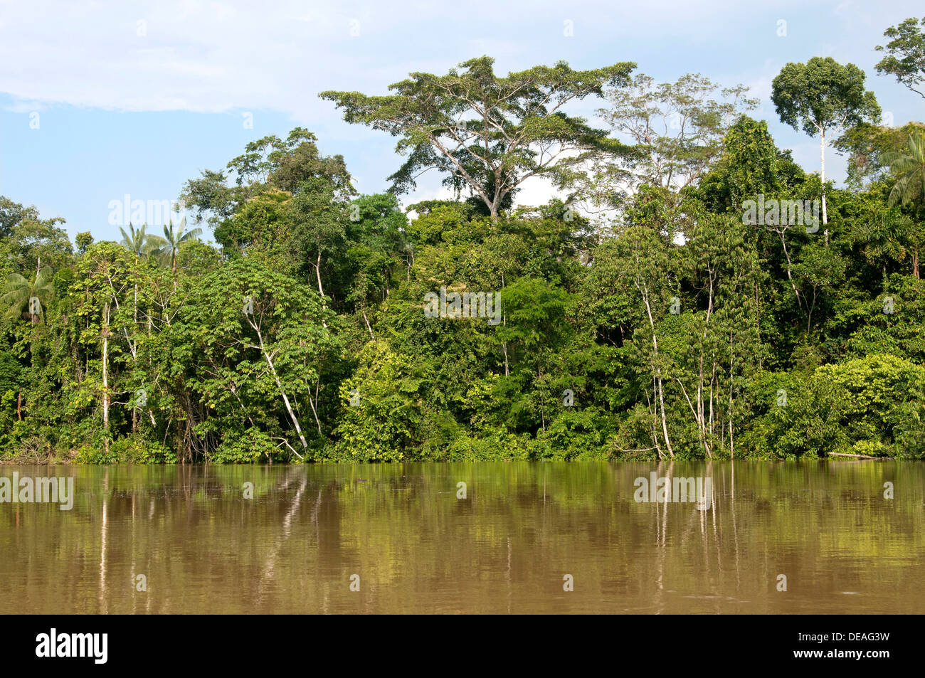 Galeriewald entlang des Ufers von der Verfassung River, Yasuni Nationalpark, Amazonas Becken, Ecuador, Südamerika Stockfoto