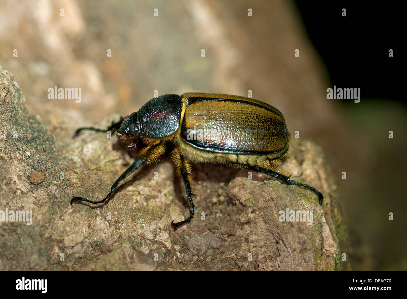 Skarabäus-Käfer (Scarabaeidae), Tandayapa Region, Nebelwald der Anden, Ecuador, Südamerika Stockfoto