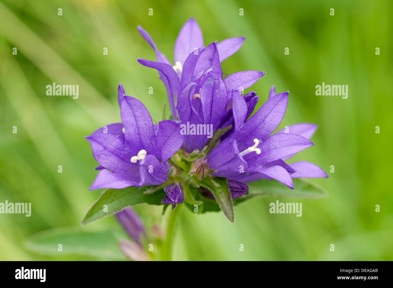 Gruppierte Glockenblume oder des Dänen Blut (Campanula Glomerata) Stockfoto