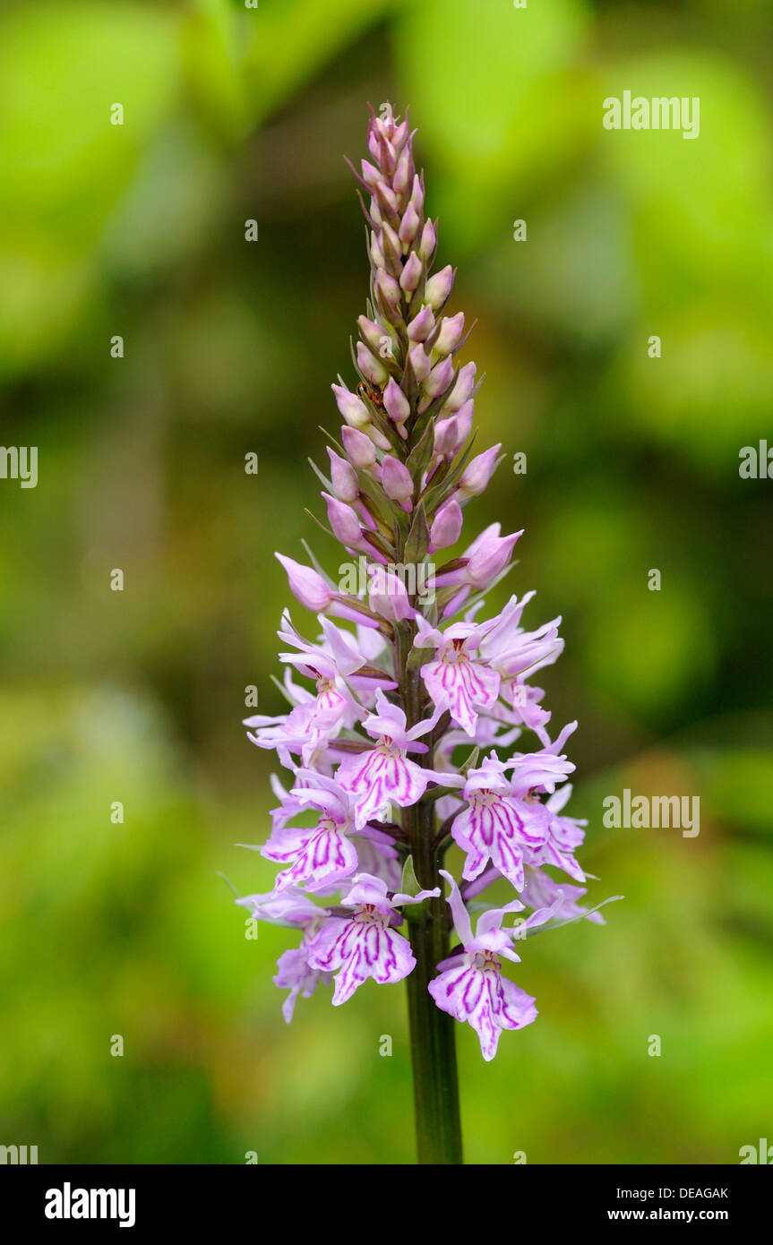 Heide gesichtet Orchidee oder Moor entdeckt Orchidee (Dactylorhiza Maculata), europäische terrestrische Orchidee Stockfoto