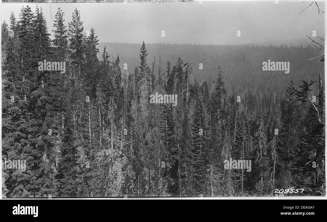 Das Foto zeigt einen Blick auf 70 Grad nördlich entlang der Nordwand eines Steilhangs am Fuße des Rugged Crest. Ein gemischter Bestand von Shasta-Tannen ist sichtbar und zeigt das natürliche Waldökosystem. Stockfoto