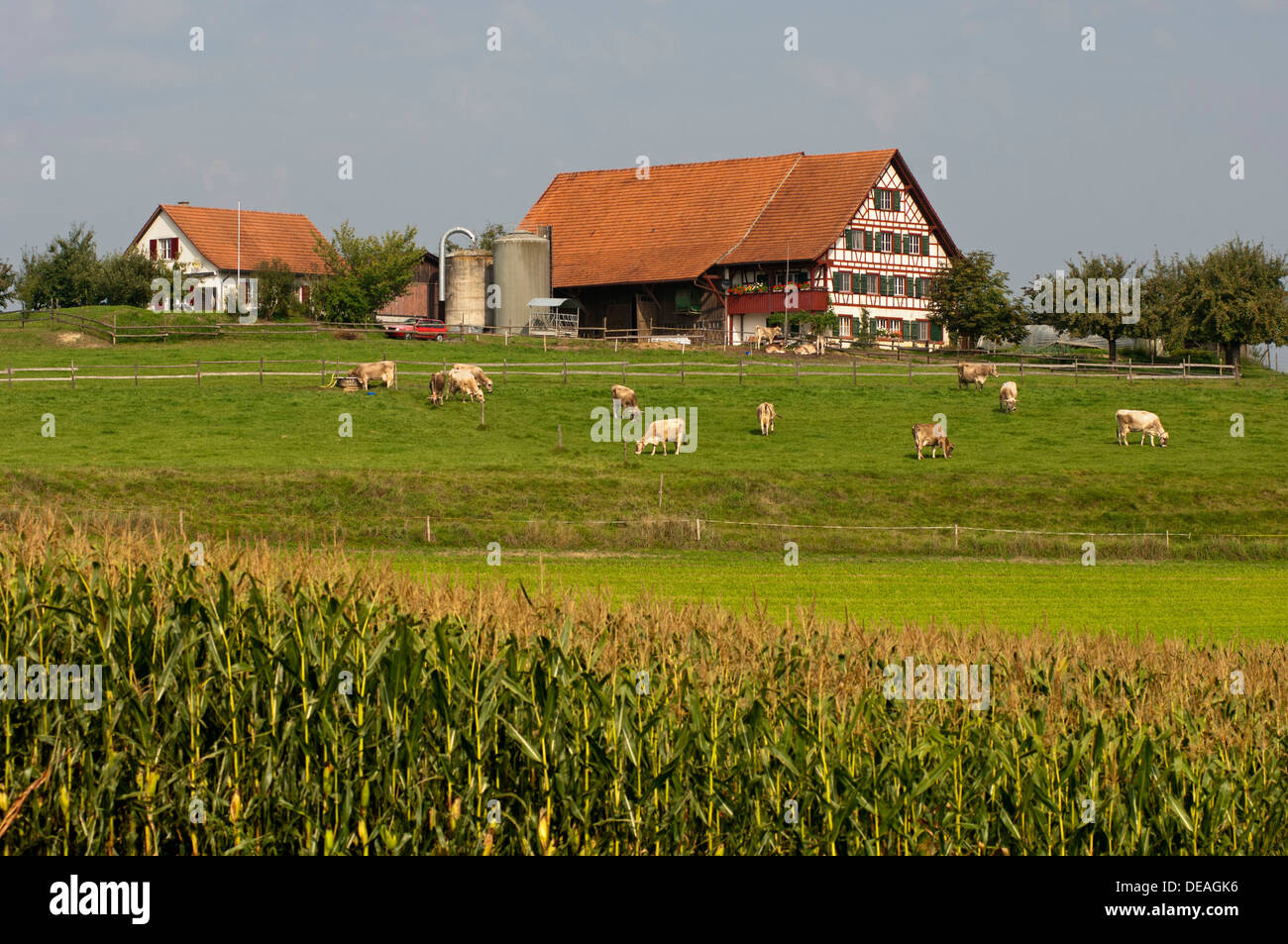 Bauernhof mit Kühen auf der Weide im Mittelland oder Plateau Suisse, Kanton  Zürich, Schweiz Stockfotografie - Alamy