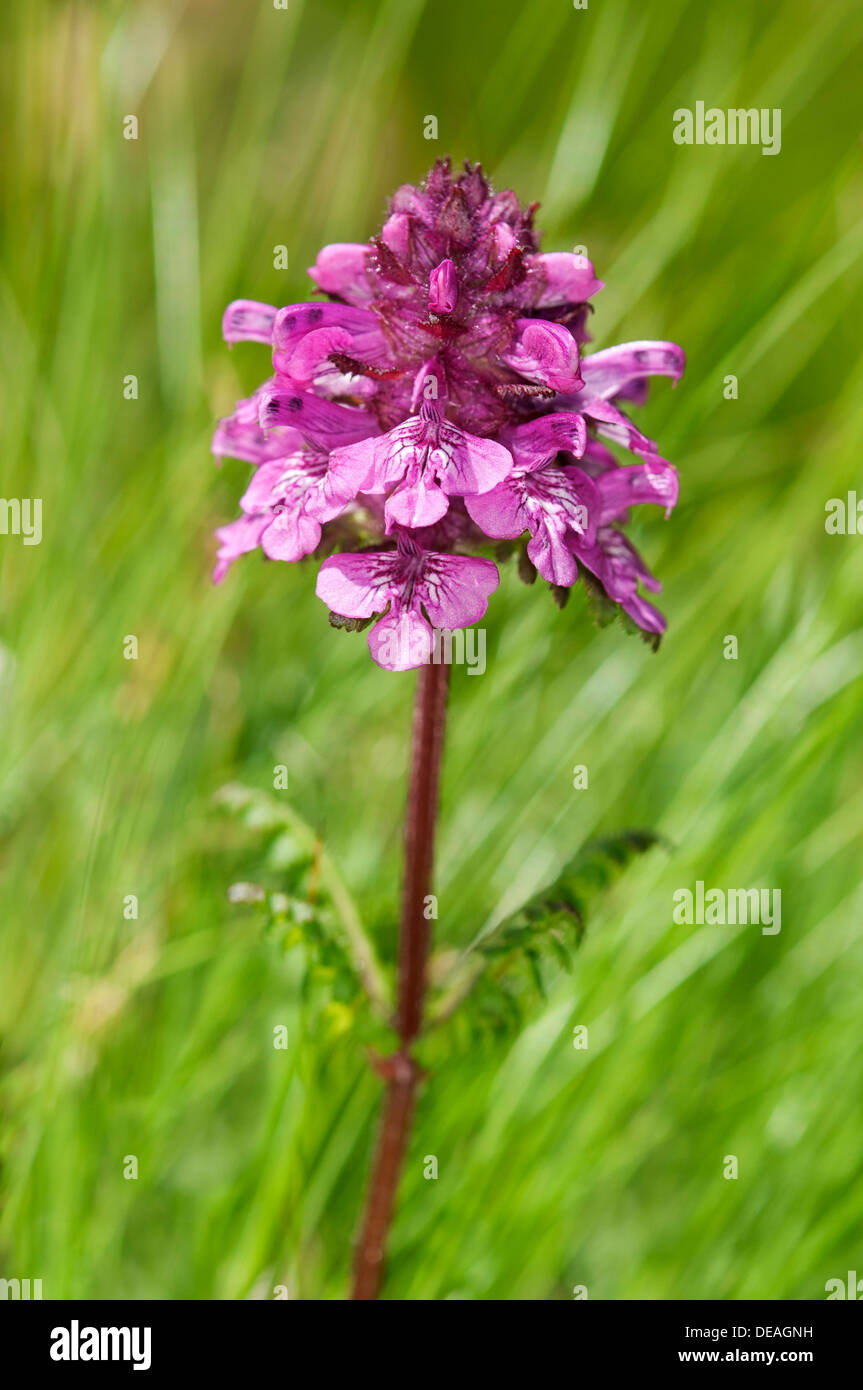 Verticillate Läusekräuter (Pedicularis Verticillata), Sanetschpass, Schweiz Stockfoto