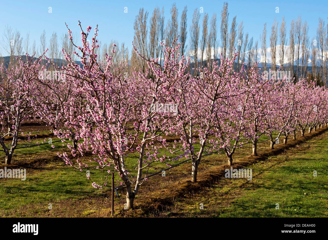 Blühende Pfirsich (Prunus Persica) Bäume auf einer Plantage, Pyrénées-Orientales, Frankreich Stockfoto