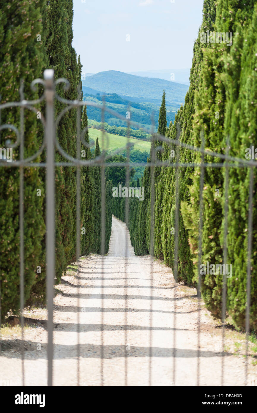 Auffahrt mit Zypressen in der Toskana Stockfoto