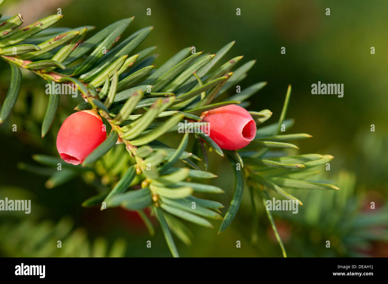 Englische Eibe oder Europäische Eibe (Taxus Baccata), Zweig mit Früchten, Genf, Kanton Genf, Schweiz Stockfoto