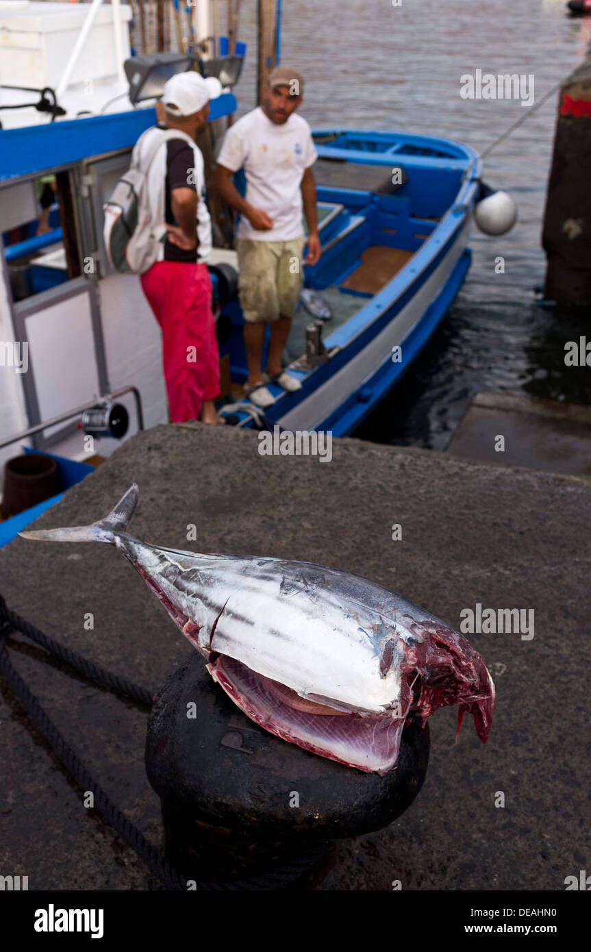 Bonito Fisch eine Art von Thunfisch entkernt und kopflose am Kai in Playa San Juan, Teneriffa, Kanarische Inseln, Spanien Stockfoto