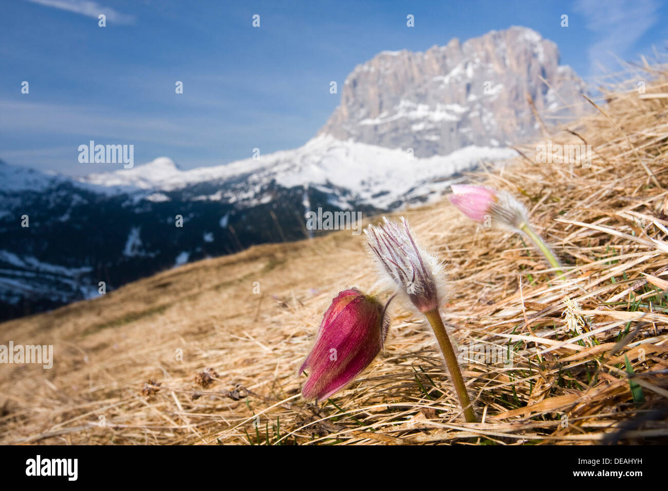 Frühlings-Kuhschelle (Pulsatilla Vernalis, Anemone Vernalis) und dem Langkofel oder Langkofel Peak, Dolomiten, Italien, Europa Stockfoto