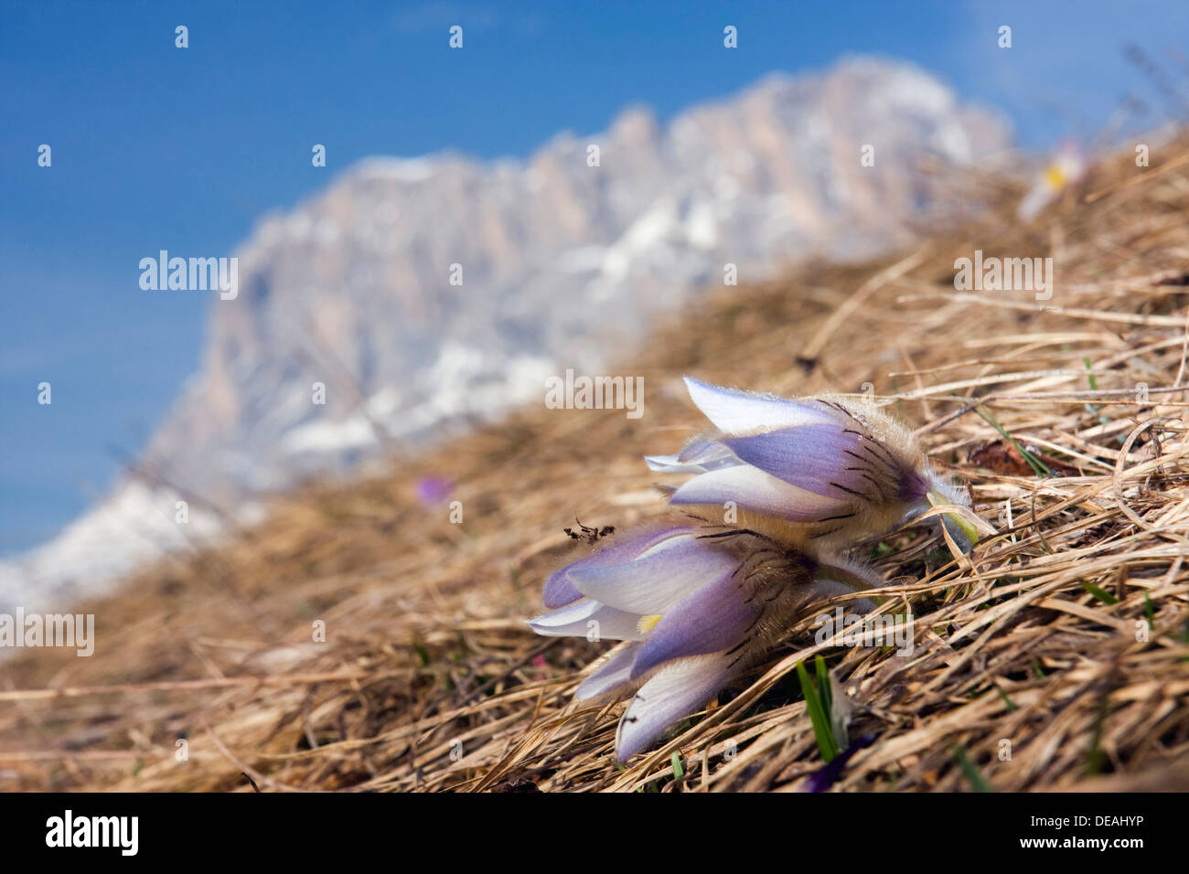 Frühlings-Kuhschelle (Pulsatilla Vernalis, Anemone Vernalis) und dem Langkofel oder Langkofel Peak, Dolomiten, Italien, Europa Stockfoto