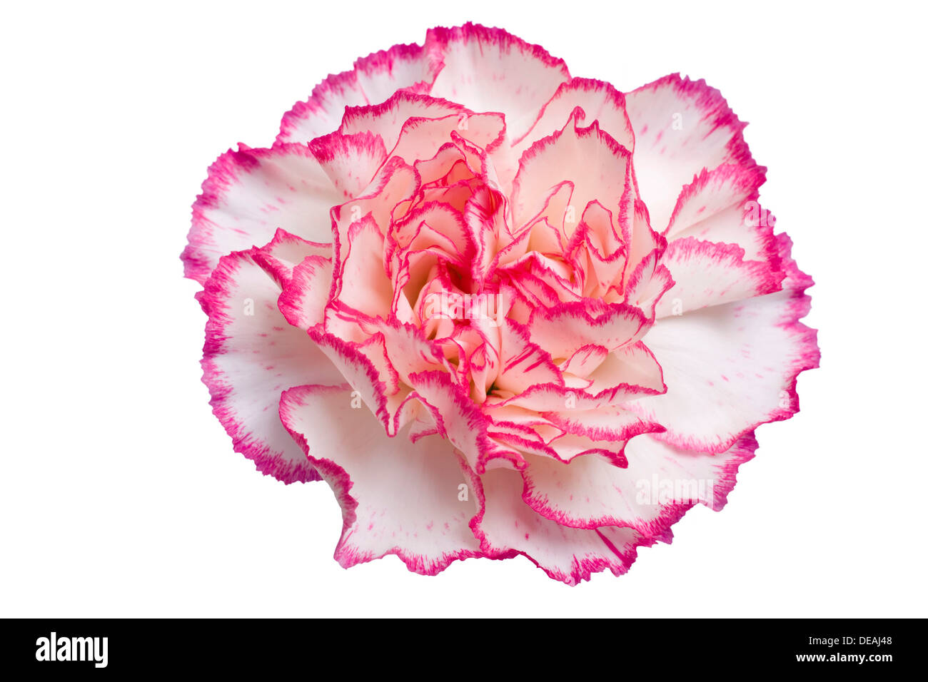 Nelke (Dianthus Caryophyllus), weiß und rosa Stockfoto