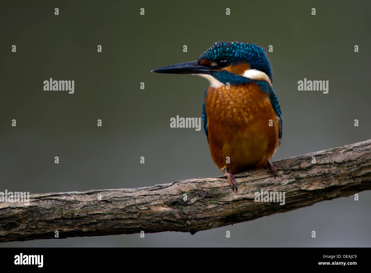 Kingfisher Angeln vom Barsch über dem Fluss Stockfoto