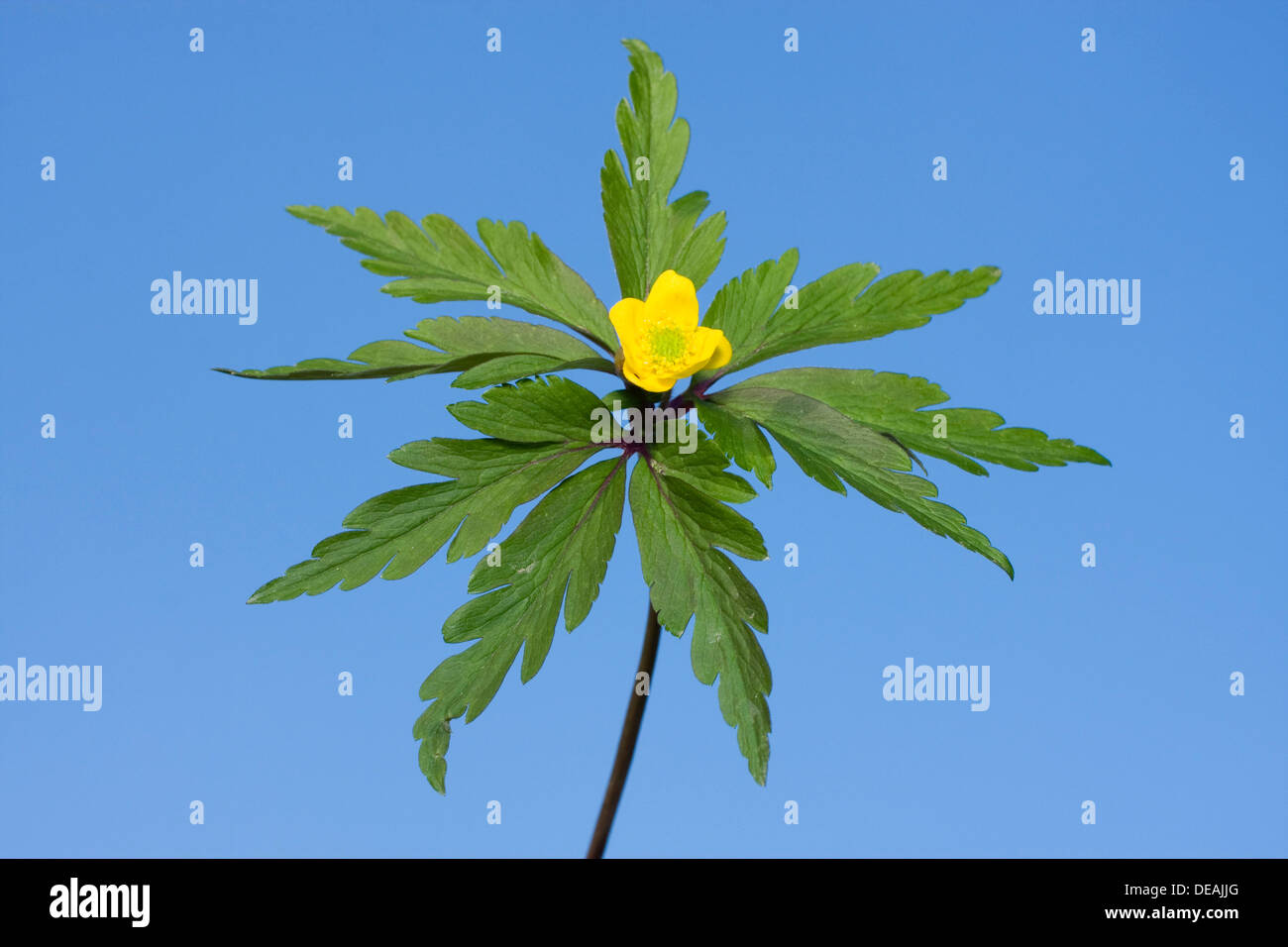 Gelber Wald-Anemone, gelbe Buschwindröschen, Butterblume Anemone, gelbe Wald Fingerhut-Weed, gelb Anemone (Anemone Stockfoto