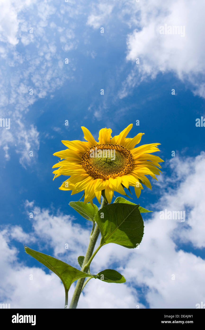 Gewöhnliche Sonnenblume, jährliche Sonnenblume, Sonnenblume, wachsen gewöhnliche Sonnenblume (Helianthus Annuus) Stockfoto