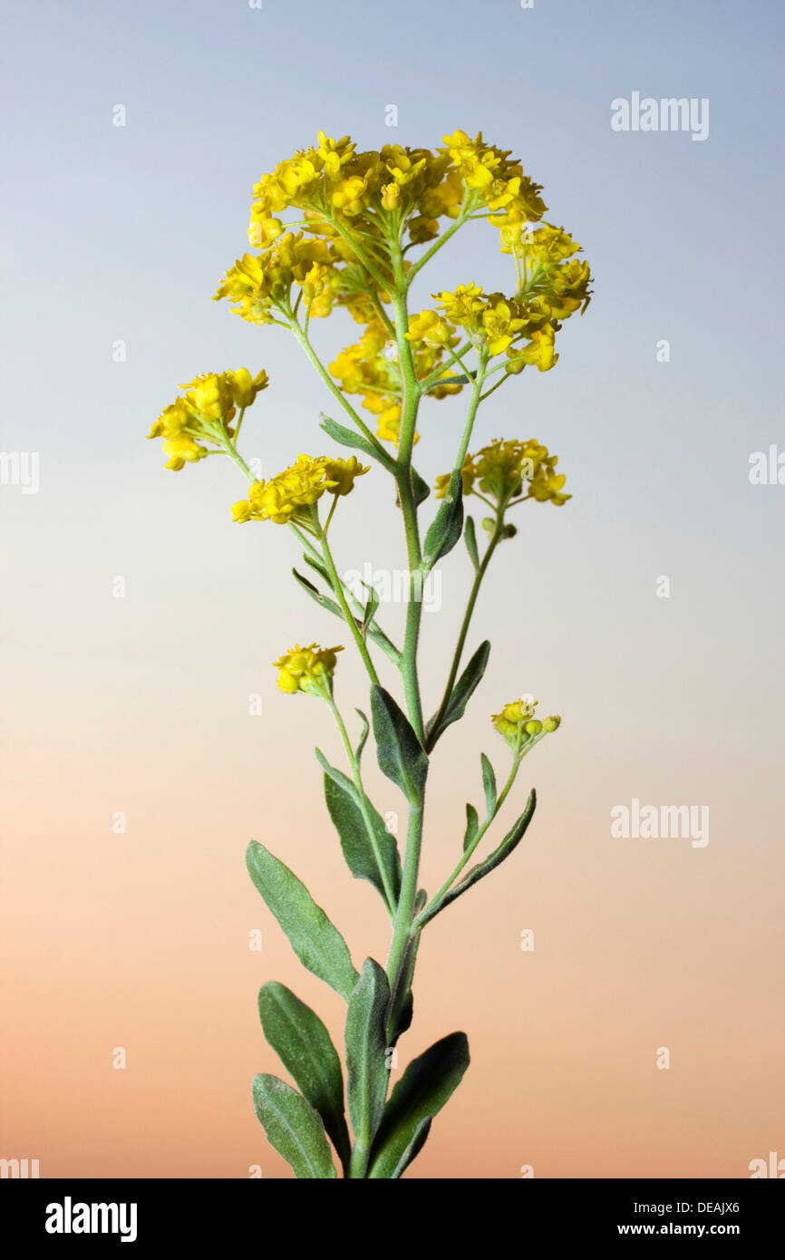 Korb mit Gold, gelbe Alyssum Blumen, Basket-Of-Gold, Candy Mustard, Gold Alyssum, Goldstaub, Goldstaub, Golden-Büschel Alyssum Stockfoto