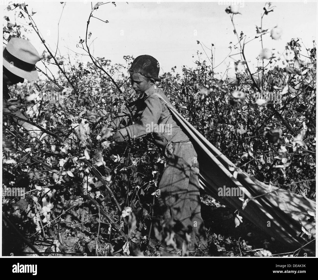 In der Nähe von Eloy, Pinal Grafschaft, Arizona. Kinderarbeit in der Arizona Baumwollernte. Zwölf-Jahr-alten. Ist n... 5024 Stockfoto