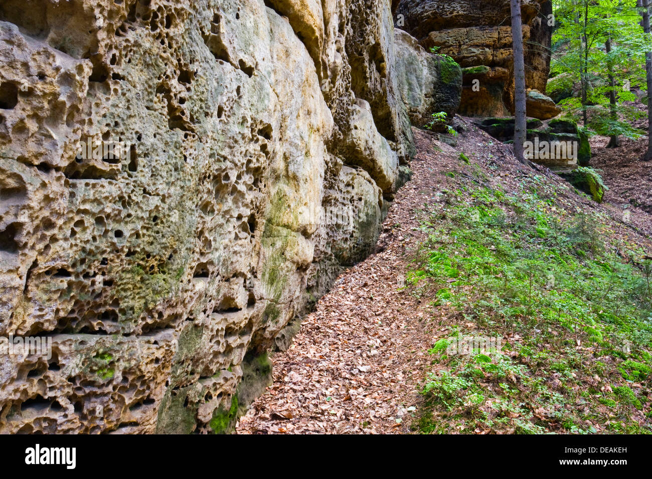 Kokorinsky Dul Nature Reserve, Bezirk Melnik, Stredocesky Region, Tschechische Republik, Europa Stockfoto