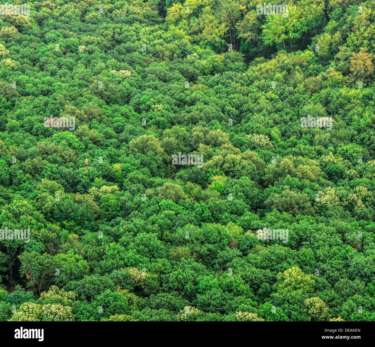 Grünen Wald Hintergrund Stockfoto