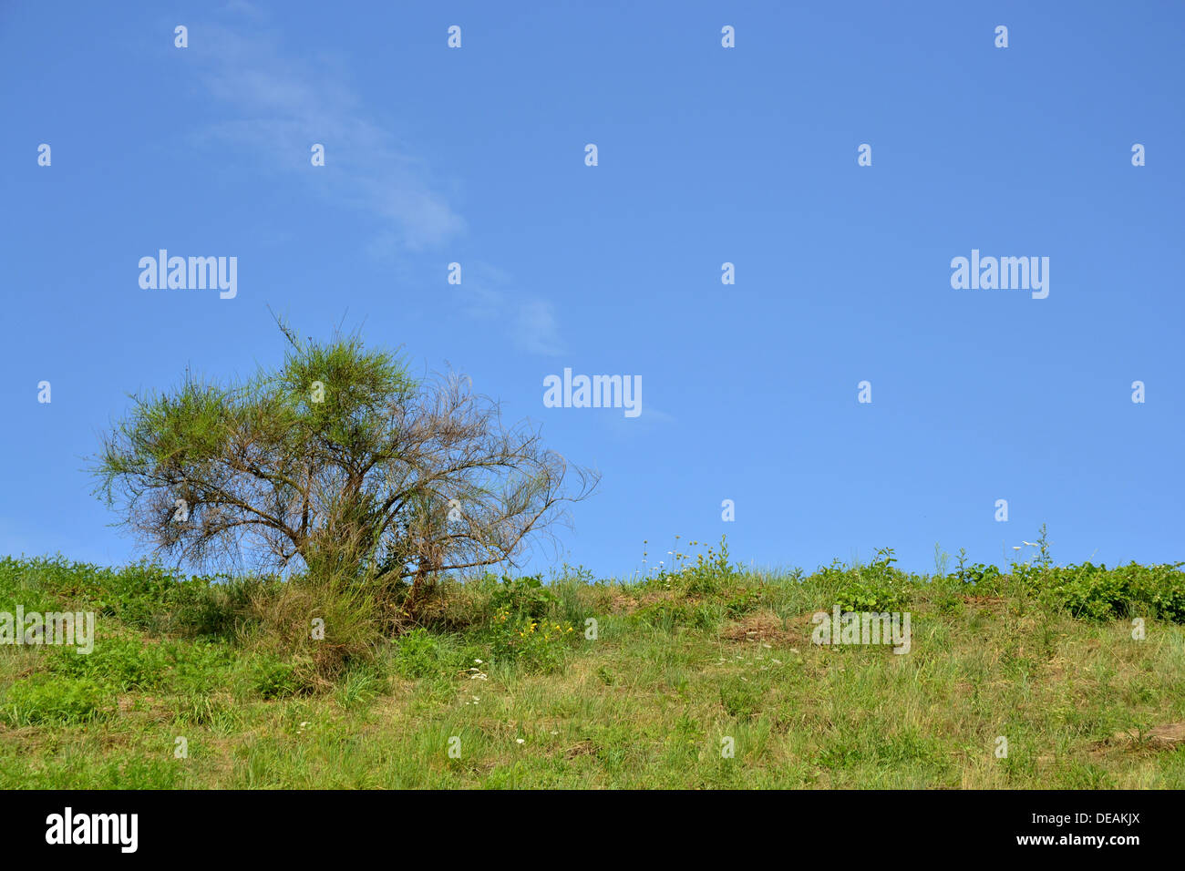 kleiner Baum am Horizont mit klaren blauen Himmel Stockfoto