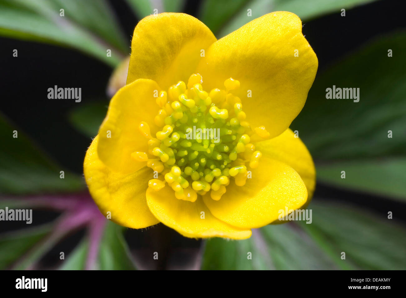 Gelber Wald-Anemone, gelbe Buschwindröschen, Butterblume Anemone, gelbe Wald Fingerhut-Weed, gelb Anemone (Anemonoides Stockfoto