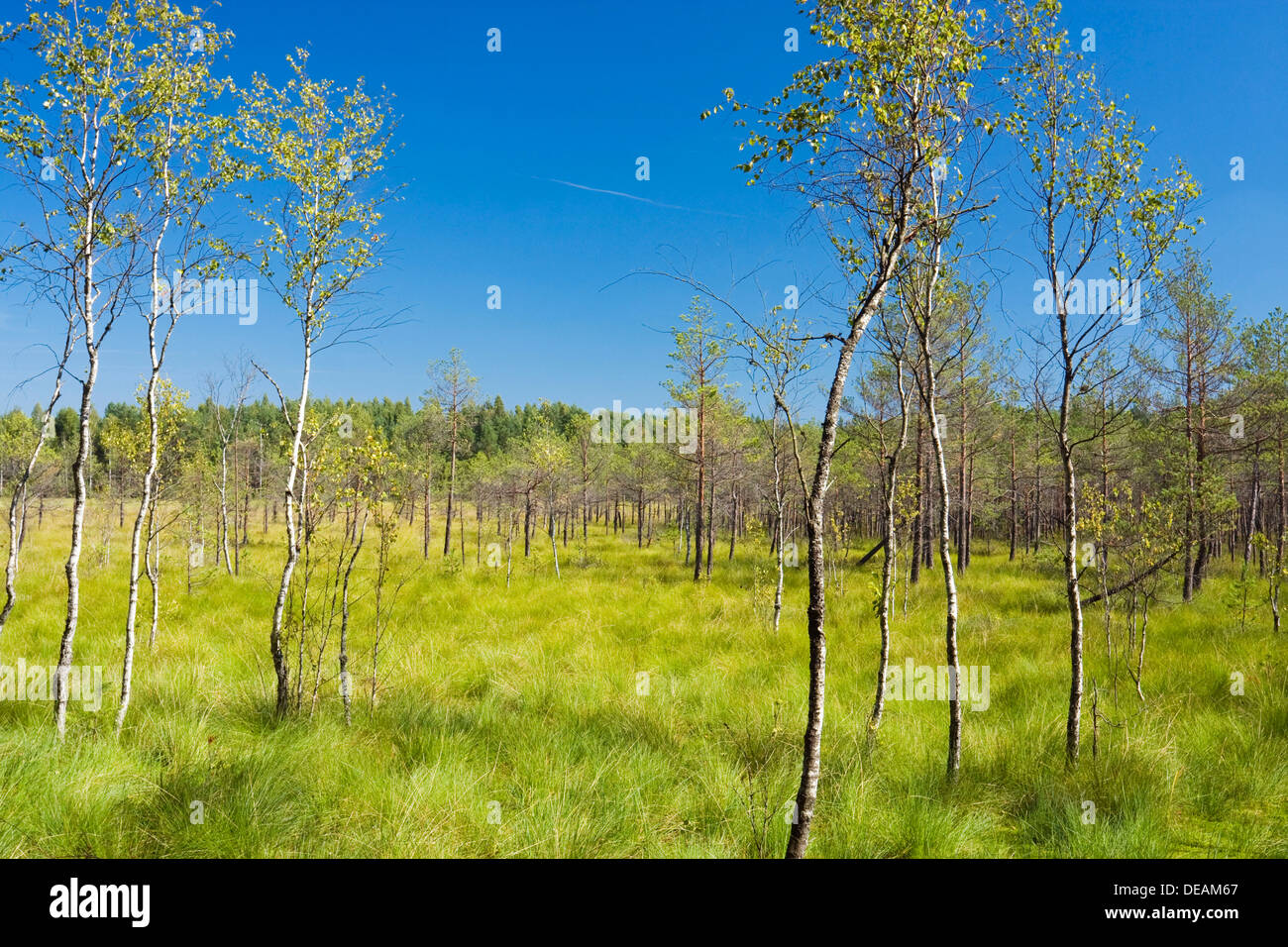 Cepkeliu National Nature Reserve, Deutschland, Europa Stockfoto