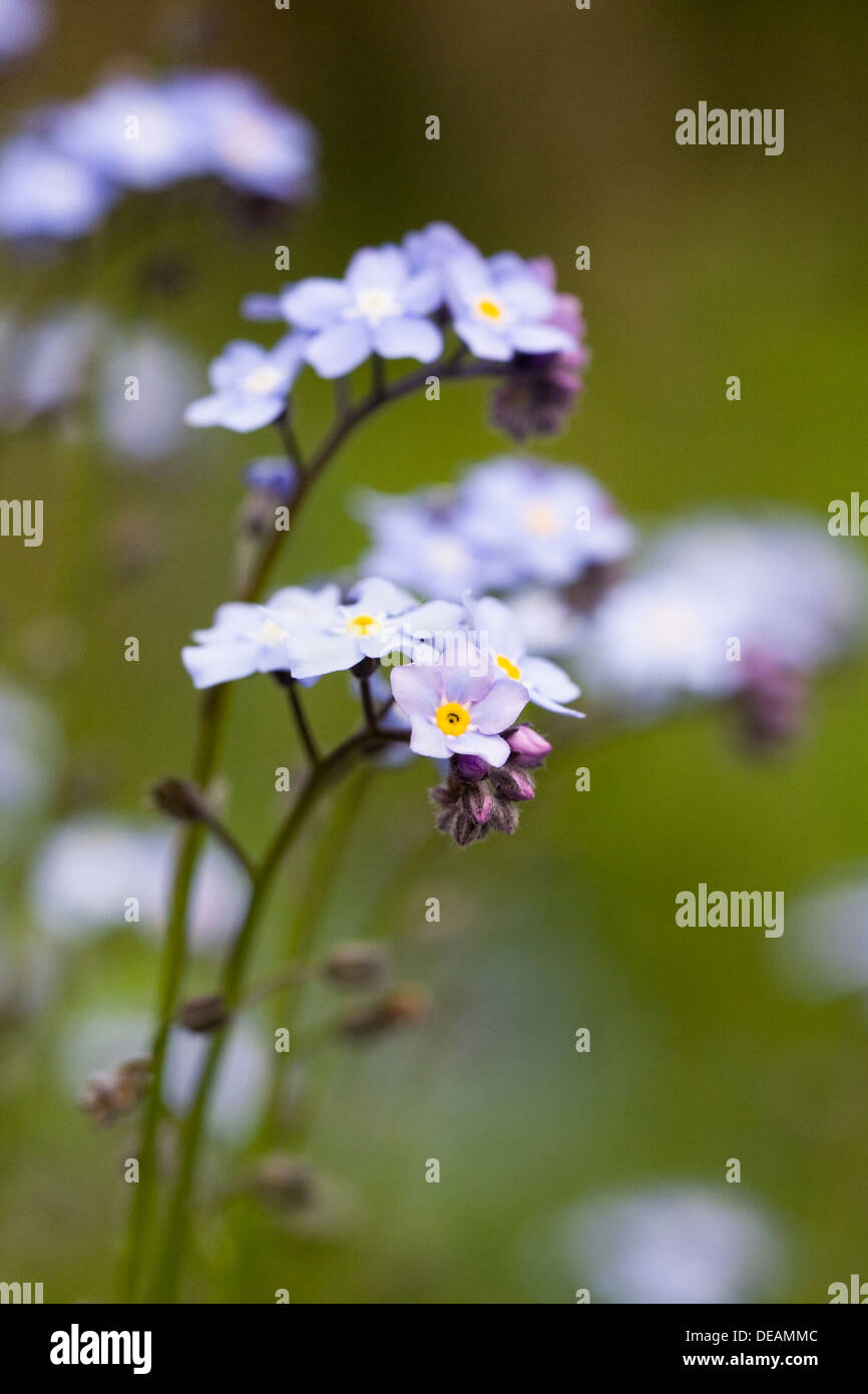 Myosotis Sylvatica. Vergiss mich nicht in einem englischen Garten. Stockfoto