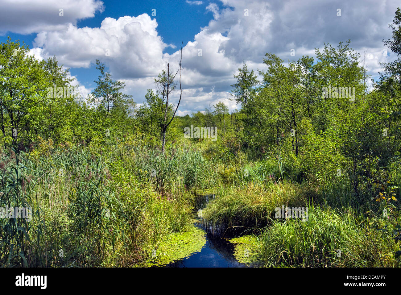 Bagno Podlaskie Feuchtgebiete, Biebrzanski Nationalpark, Polen, Europa Stockfoto