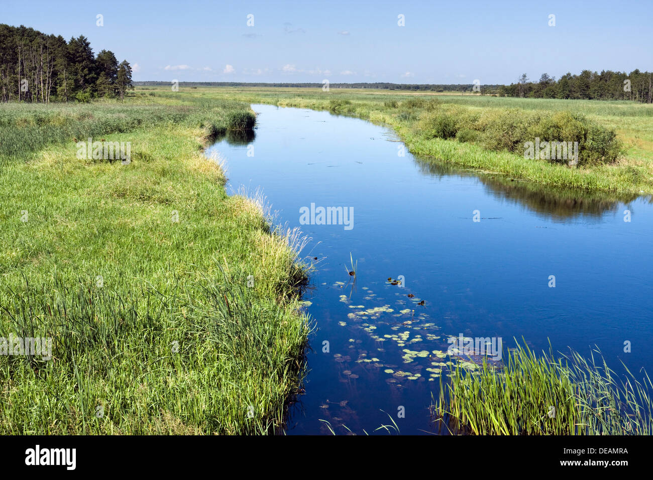 Biebrza-Fluss in der Nähe von Dolistowo Stare, Biebrzanski Nationalpark, Polen, Europa Stockfoto