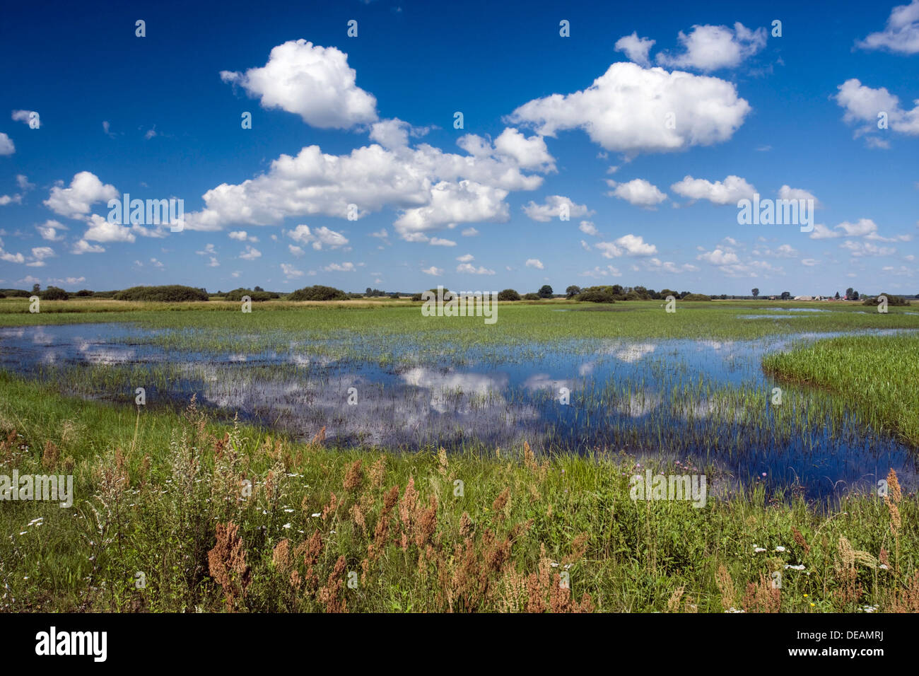 Kucharow Grad Feuchtgebiete, Biebrzanski Nationalpark, Polen, Europa Stockfoto