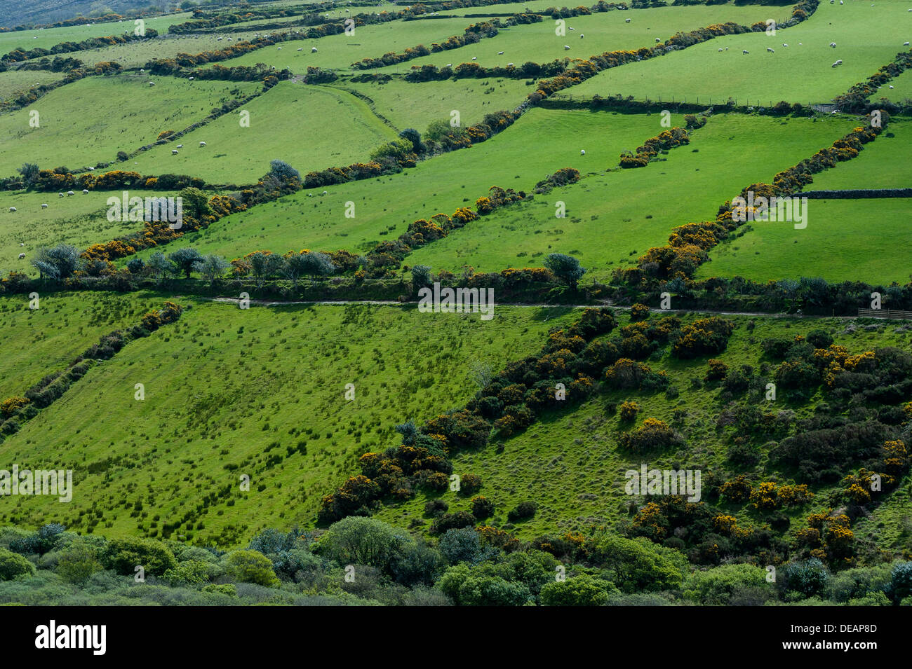 Schaf läuft im grünen, umgeben von Hecken, Republik Irland, Europa Stockfoto