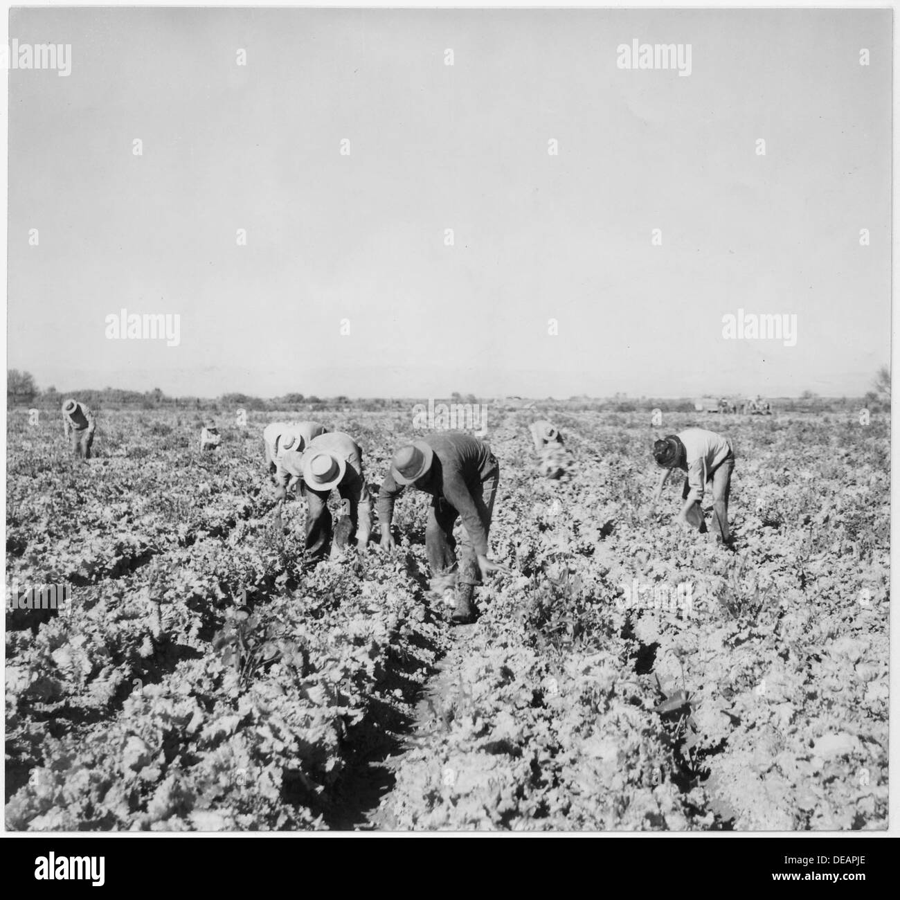 Foto von Imperial Valley, c.1941, Beschäftigte in der Landwirtschaft Ernte Kommissionierung zeigt. 296428 Stockfoto