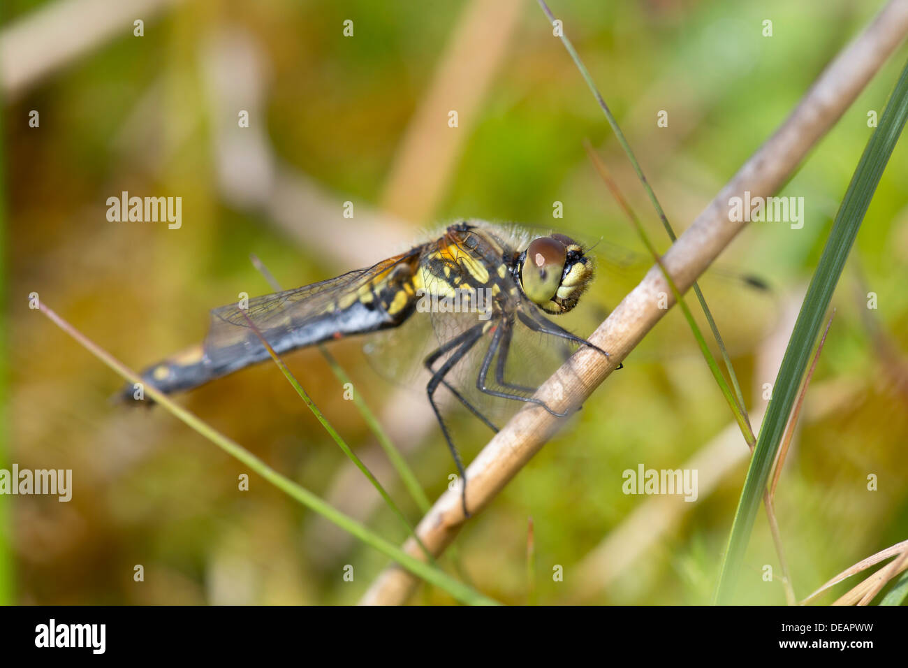 Schwarzen Darter; Sympetrum Danae; Libelle; Weiblich; UK Stockfoto
