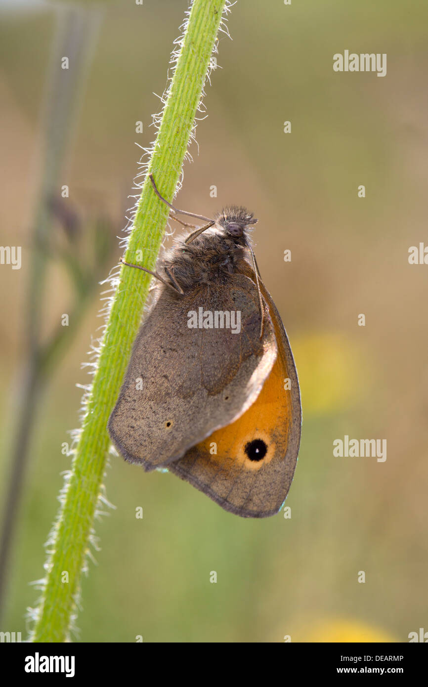Wiese braun Schmetterling; Maniola Jurtina; UK Stockfoto