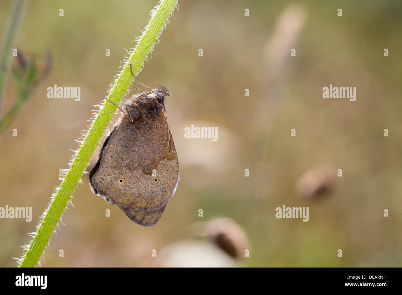 Wiese braun Schmetterling; Maniola Jurtina; UK Stockfoto