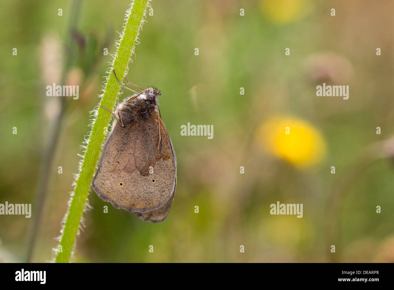Wiese braun Schmetterling; Maniola Jurtina; UK Stockfoto