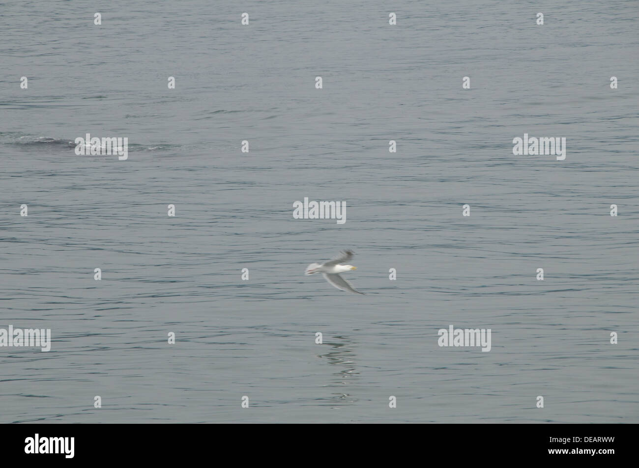 Whale-watching Touren Juneau, Alaska, Vereinigte Staaten von Amerika Stockfoto